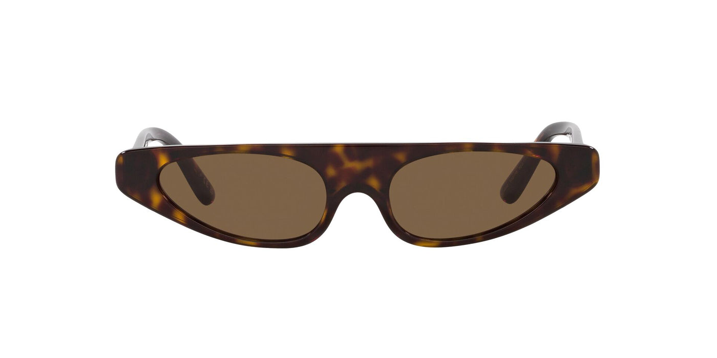 Dolce&Gabbana DG4442 Havana/Dark Brown #colour_havana-dark-brown