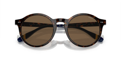 Polo Ralph Lauren PH4204U Shiny Dark Havana/Brown #colour_shiny-dark-havana-brown