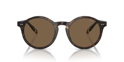 Polo Ralph Lauren PH4204U Shiny Dark Havana/Brown #colour_shiny-dark-havana-brown