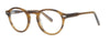 #colour_brown-tortoise