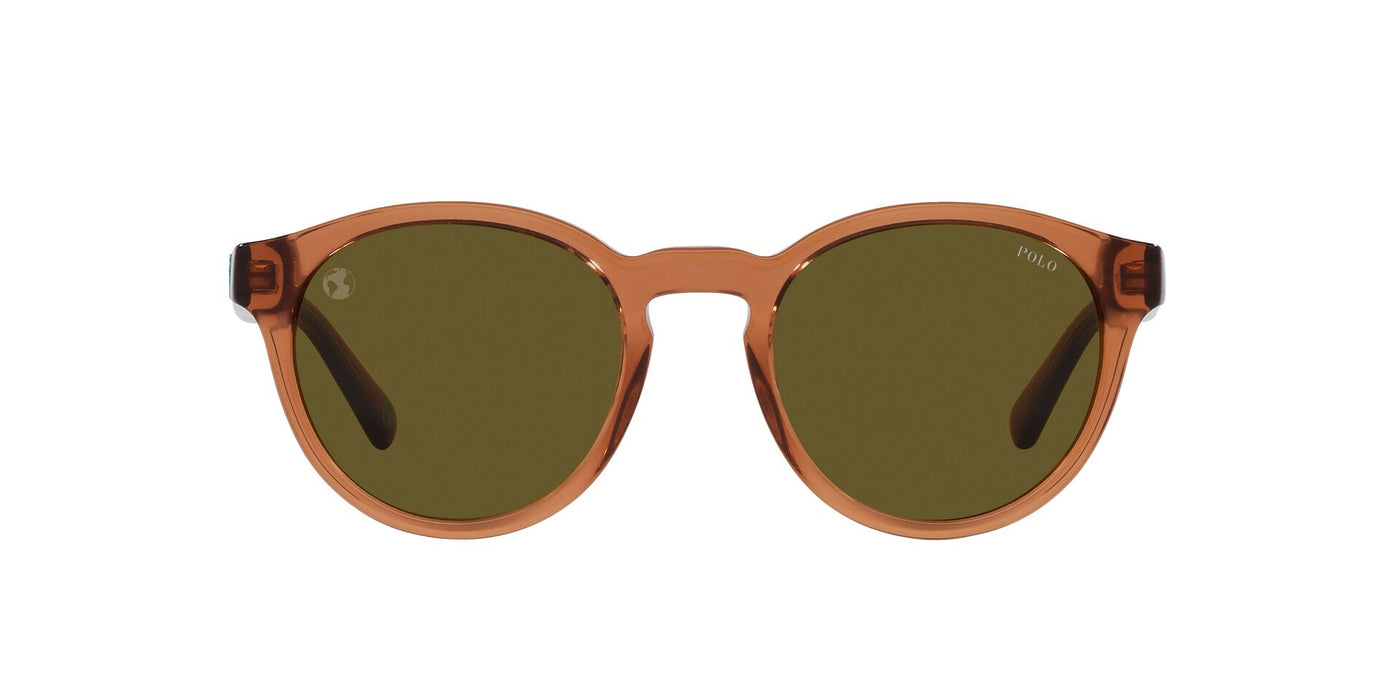 Polo Ralph Lauren PH4192 Shiny Transparent Brown/Dark Brown Olive #colour_shiny-transparent-brown-dark-brown-olive